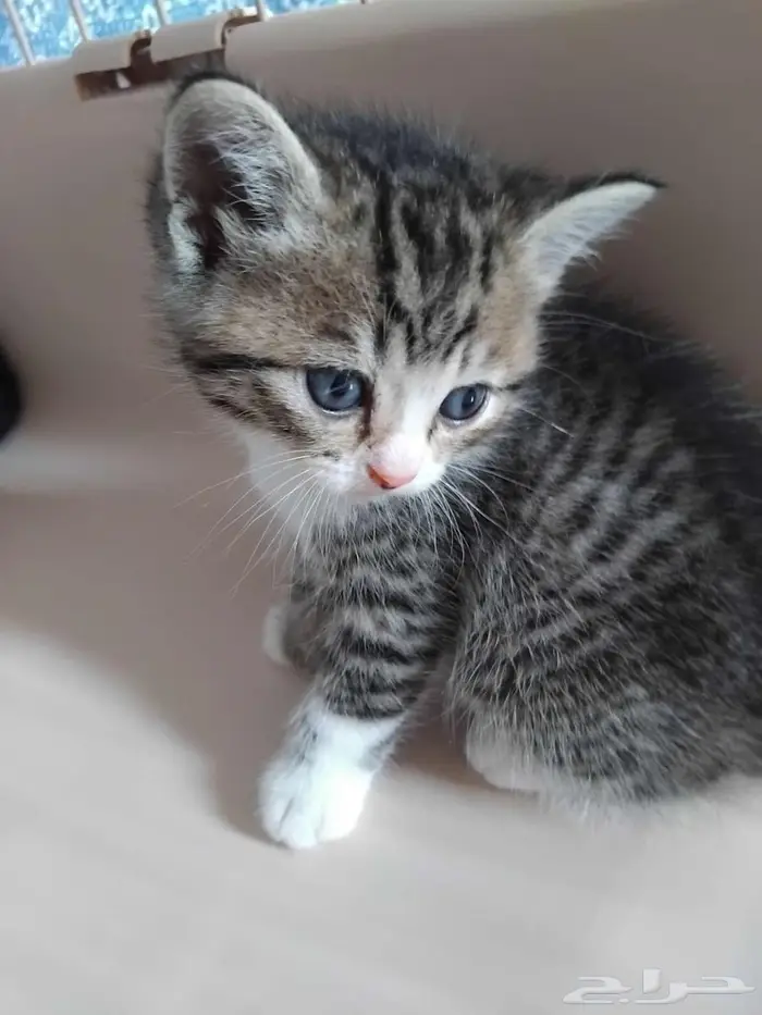 قط سكوتش ستريت شيرازي 5