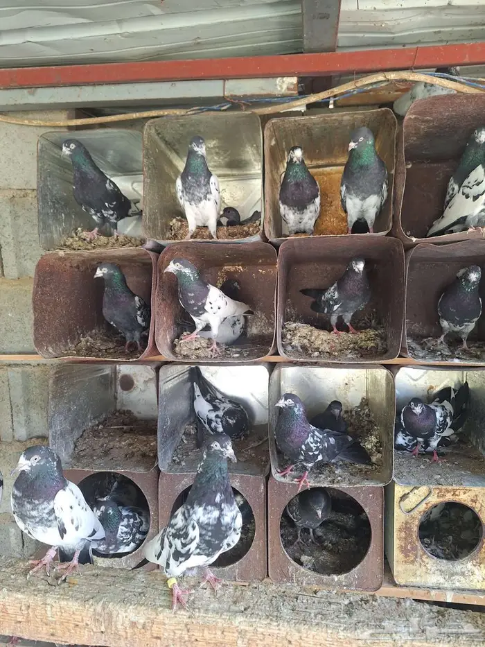 حمام باكستاني رام بوري صافي منتج 0