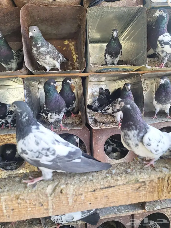 حمام باكستاني رام بوري صافي منتج 6