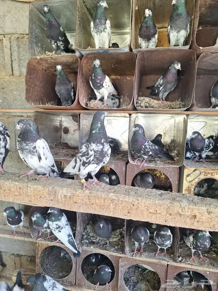 حمام باكستاني رام بوري صافي منتج 3