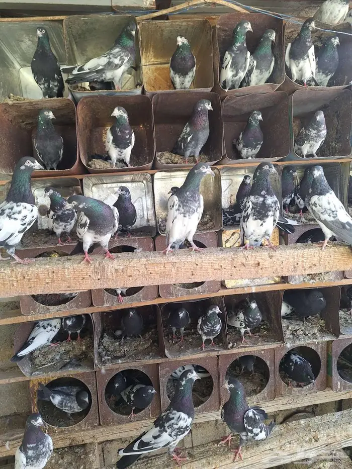 حمام باكستاني رام بوري صافي منتج 2