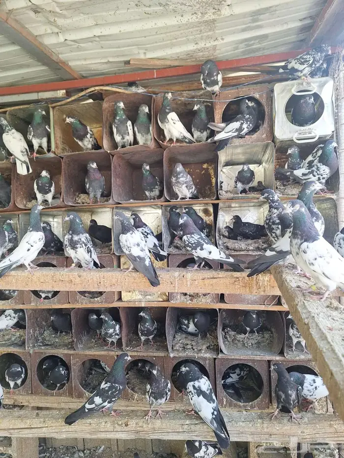 حمام باكستاني رام بوري صافي منتج 4