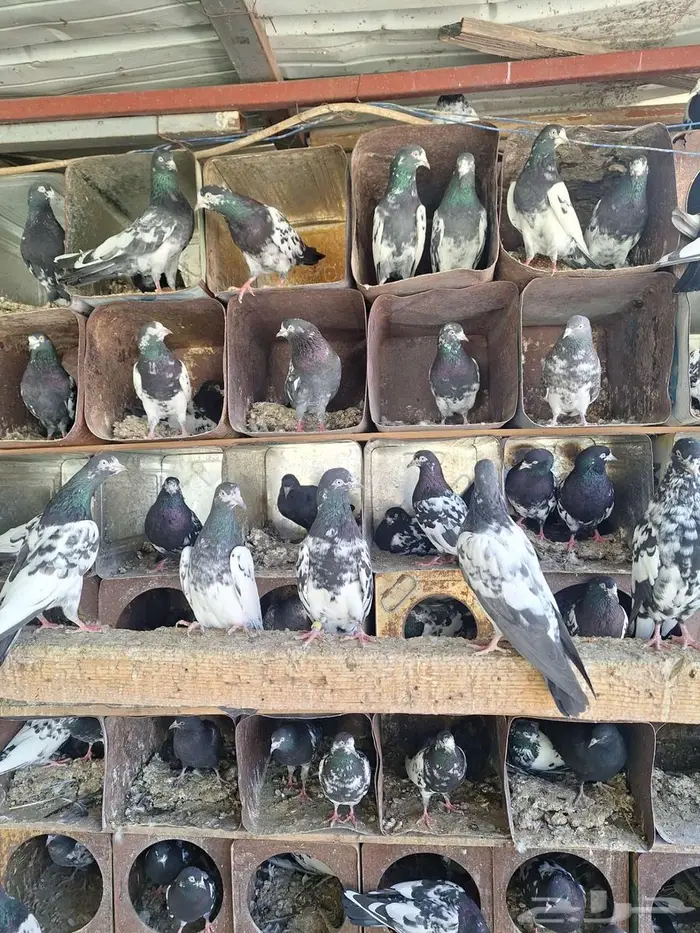 حمام باكستاني رام بوري صافي منتج 5