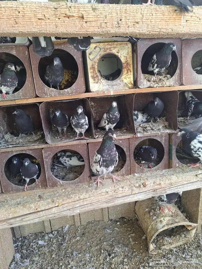 حمام باكستاني رام بوري صافي منتج 1