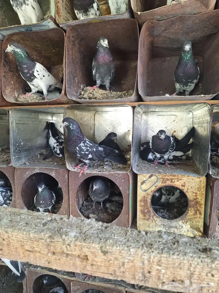 حمام باكستاني رام بوري صافي منتج 9