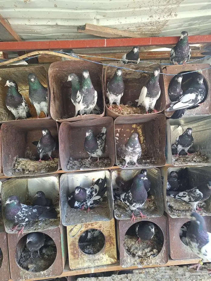 حمام باكستاني رام بوري صافي منتج 8