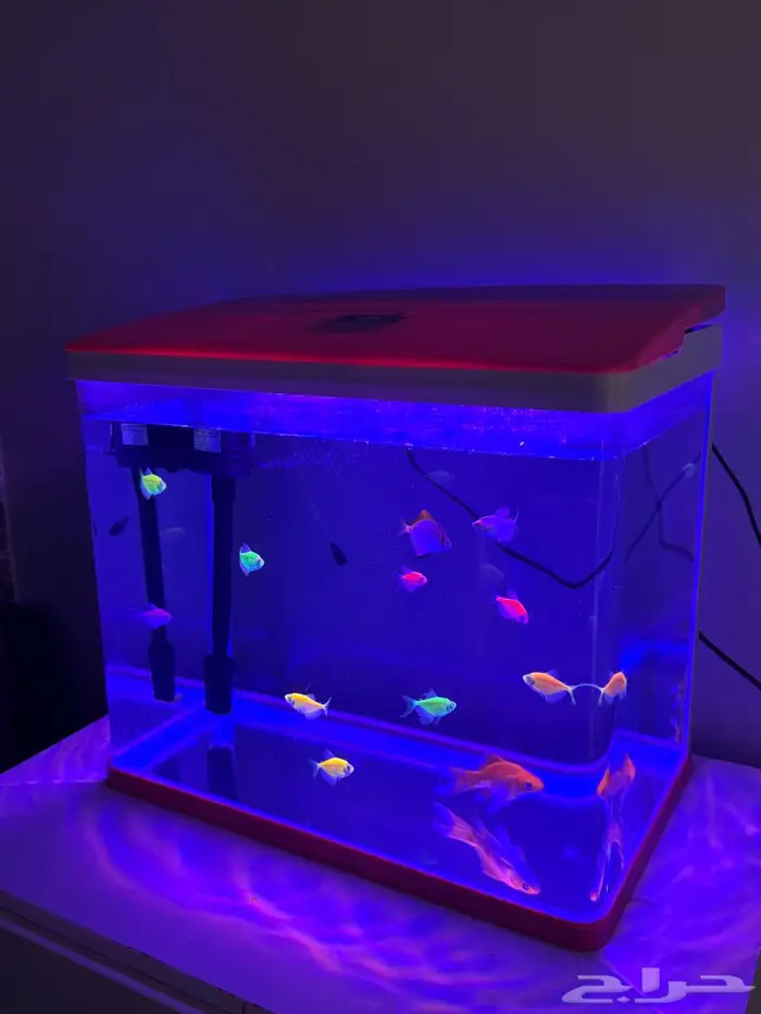 حوض مع اسماك 2