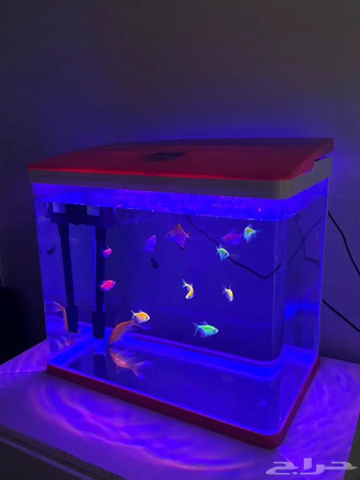 حوض مع اسماك 1