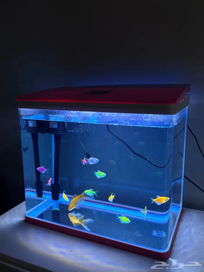 حوض مع اسماك 0
