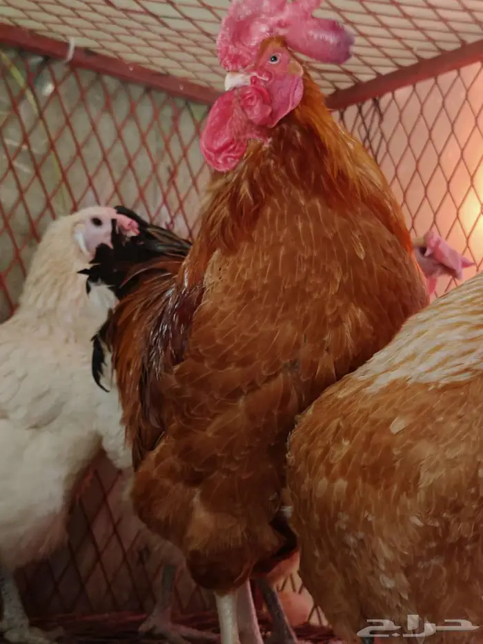 دجاج بريس الفرنسي 5