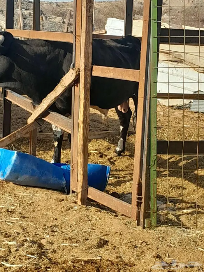 جده _الحرازات 0