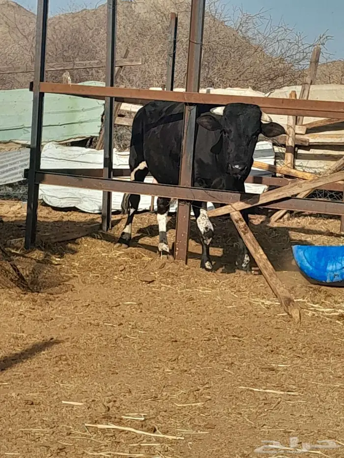 جده _الحرازات 2