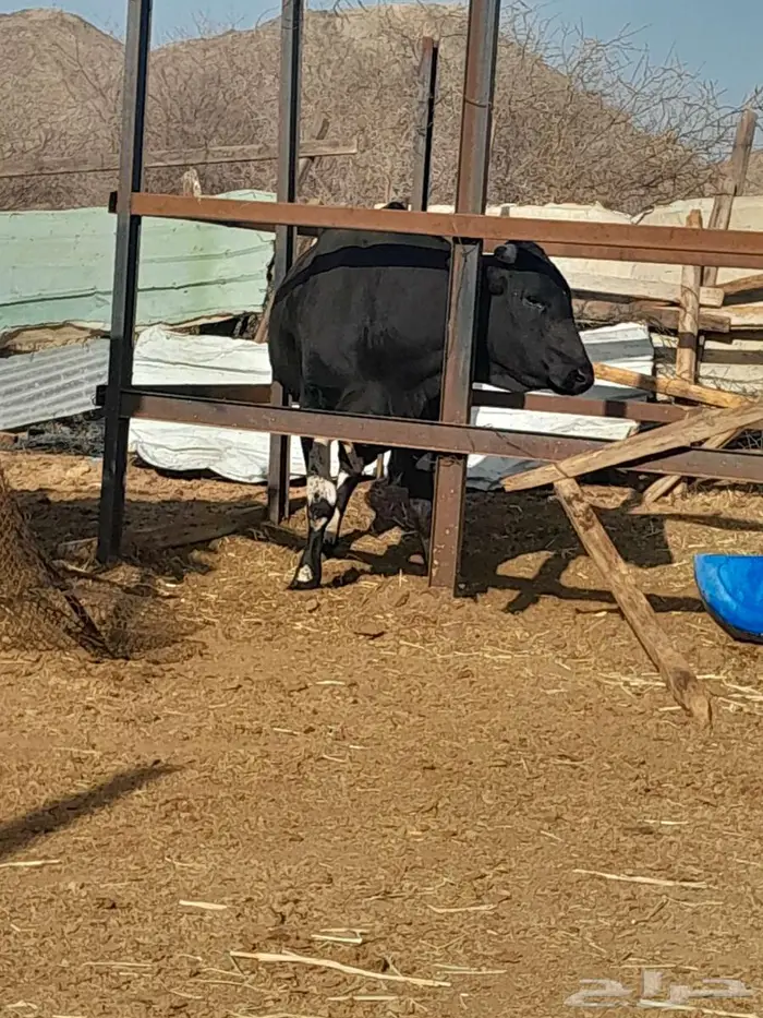 جده _الحرازات 1