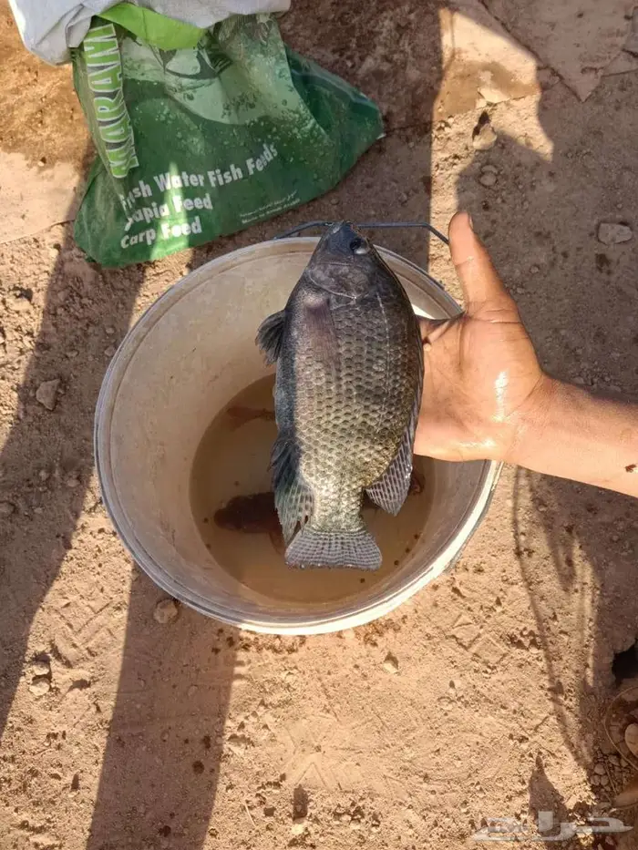 سمك بلطي للبيع 1