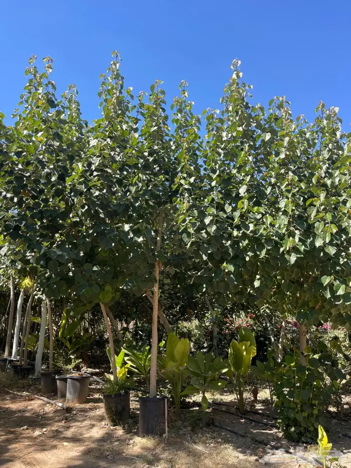 توريد أشجار كميات و أحجام كبيرة ونخيل واشنطني فاخر 2