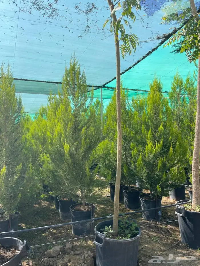 توريد أشجار كميات و أحجام كبيرة ونخيل واشنطني فاخر 4