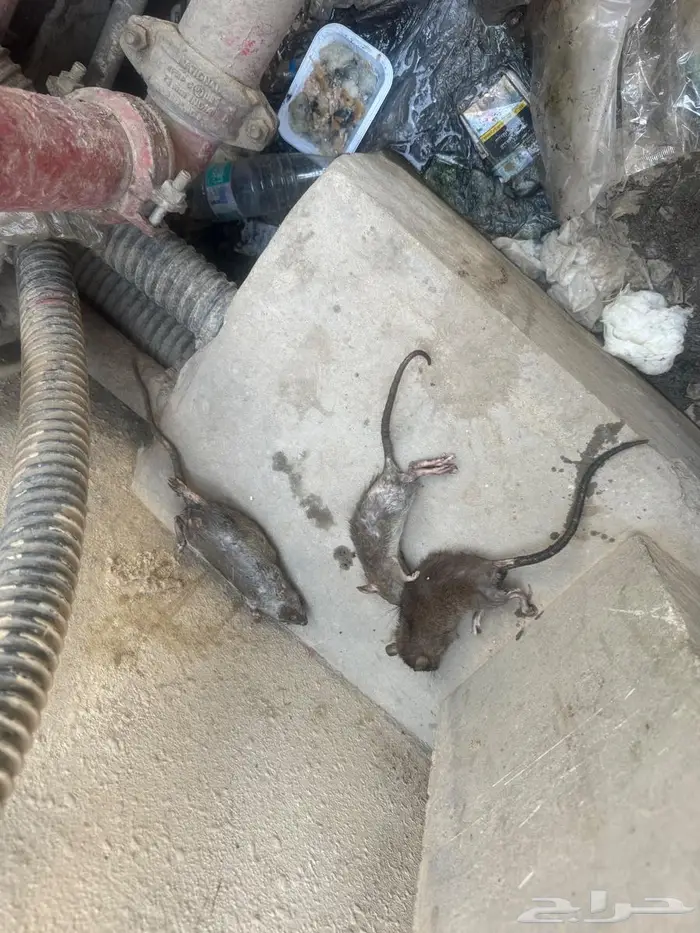 شركة تنظيف منازل بالاحساء تنظيف كنب وسجاد وفرشات بالاحساء 3