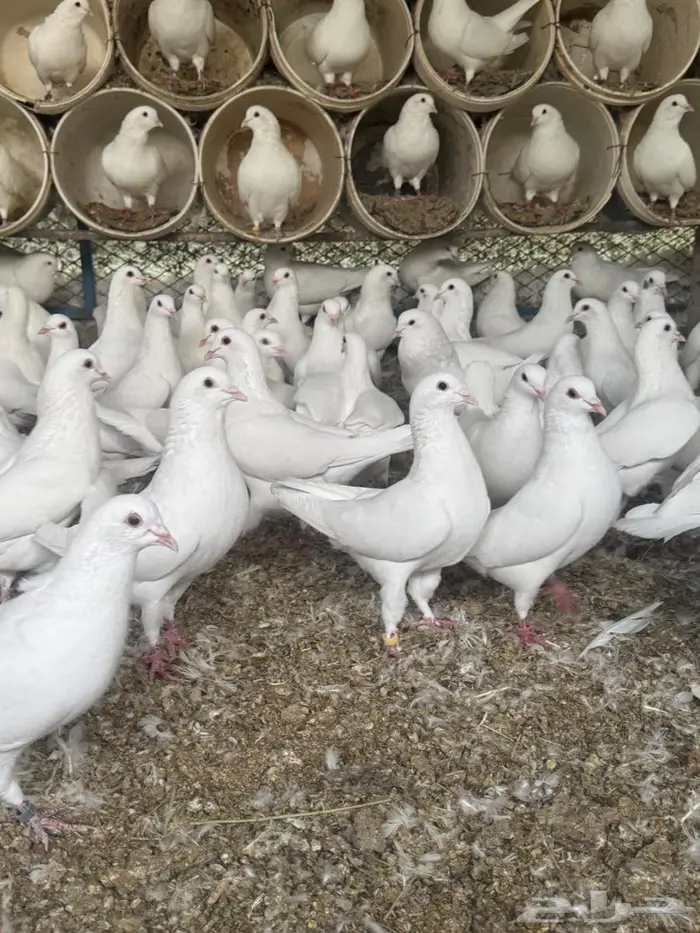 ذكور حمام فرنسي شبب اقل من سنه 0