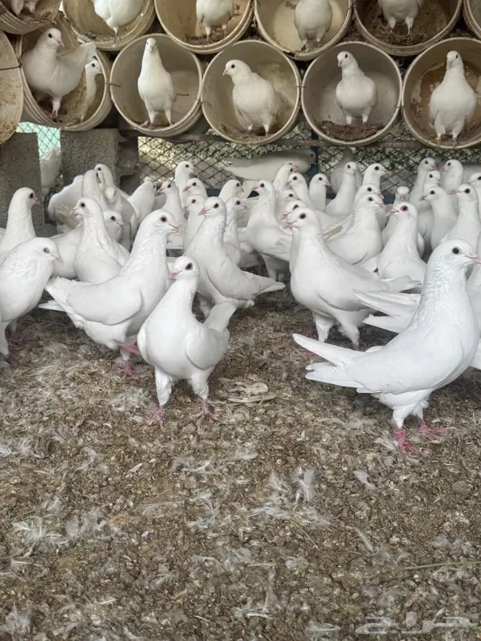 ذكور حمام فرنسي شبب اقل من سنه 1
