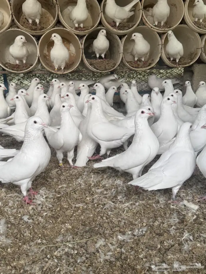 ذكور حمام فرنسي شبب اقل من سنه 2