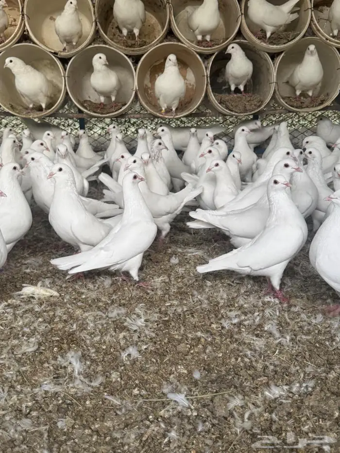 ذكور حمام فرنسي شبب اقل من سنه 3