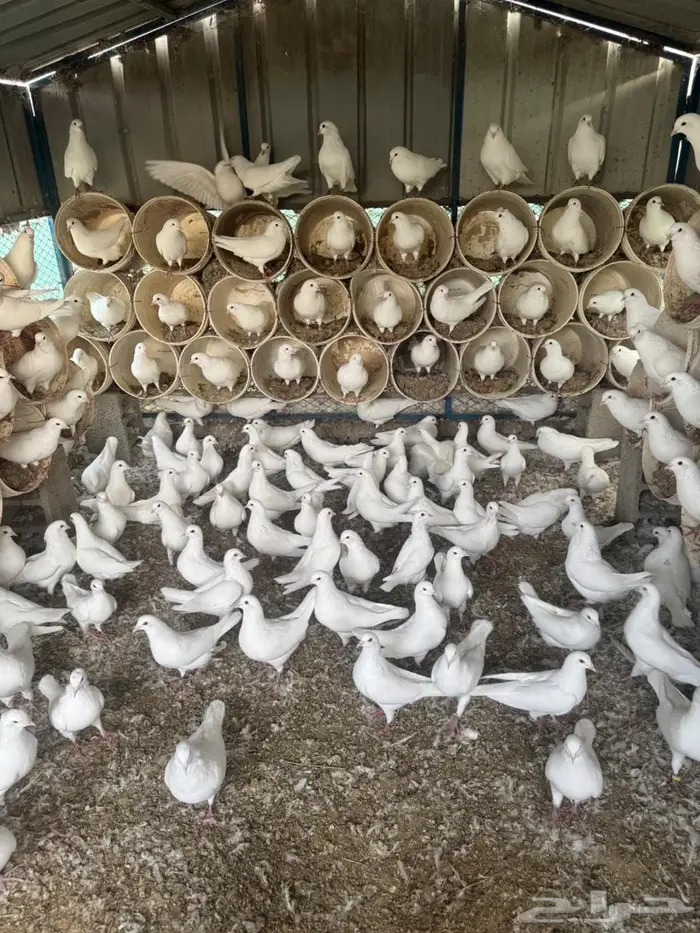 ذكور حمام فرنسي شبب اقل من سنه 4