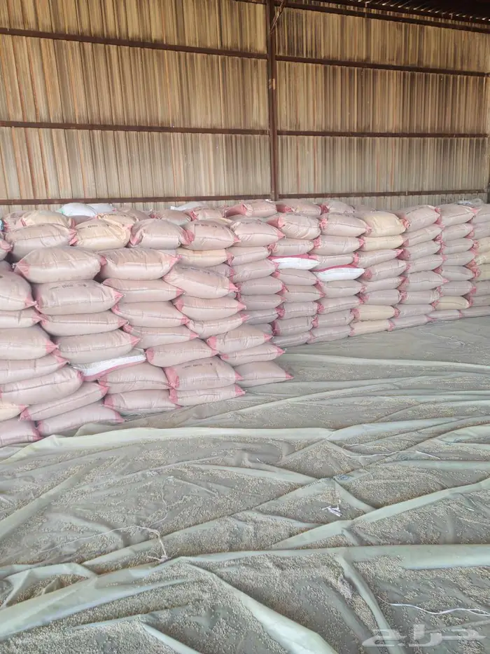 بذور شعير سداسي 1