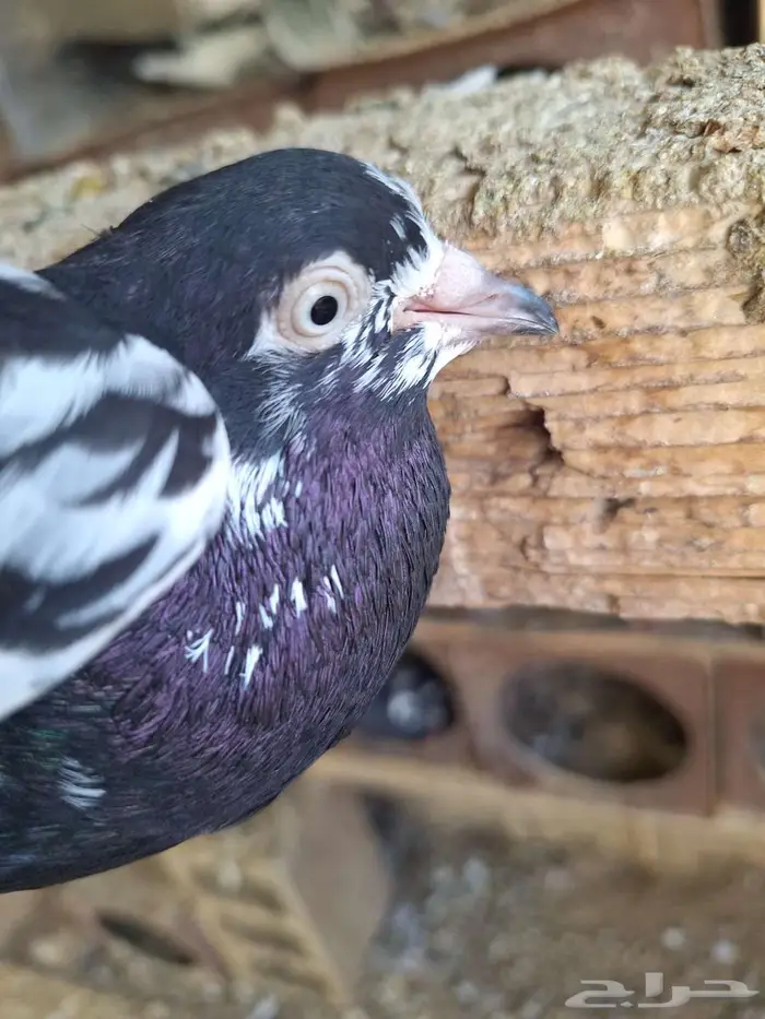 حمام باكستاني رام بوري صافي منتج 11