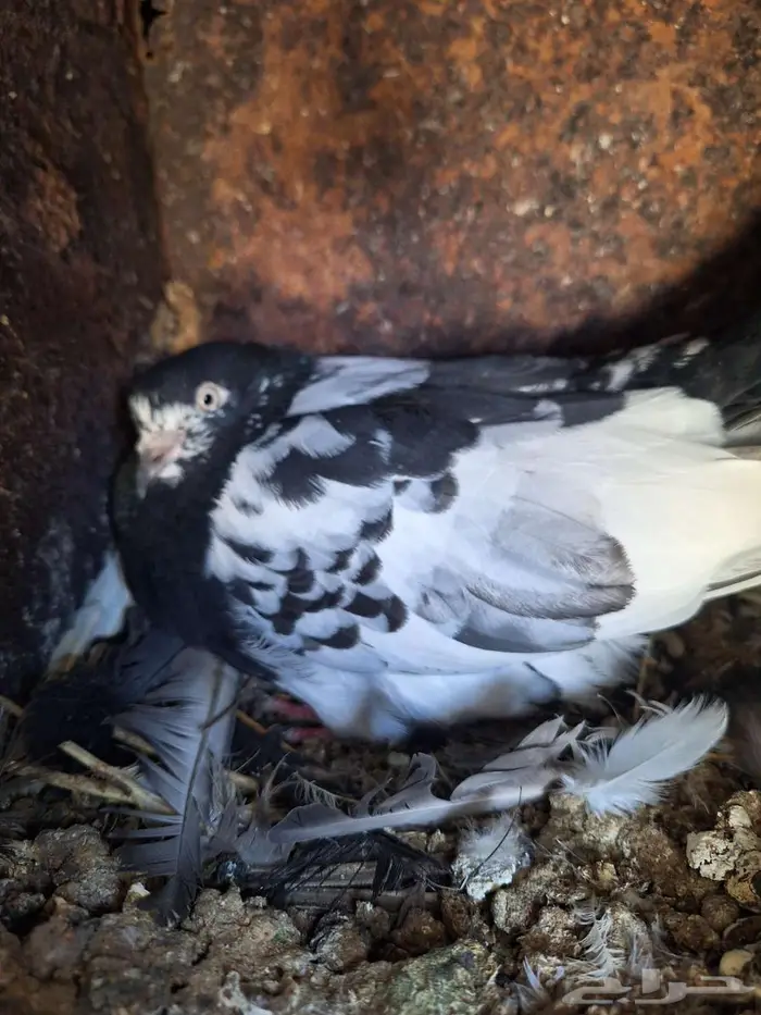 حمام باكستاني رام بوري صافي منتج 14