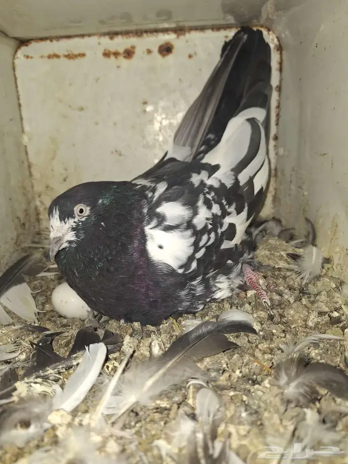 حمام باكستاني رام بوري صافي منتج 12