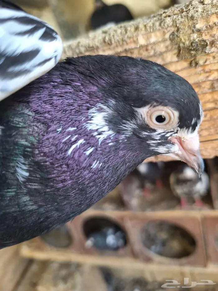 حمام باكستاني رام بوري صافي منتج 13