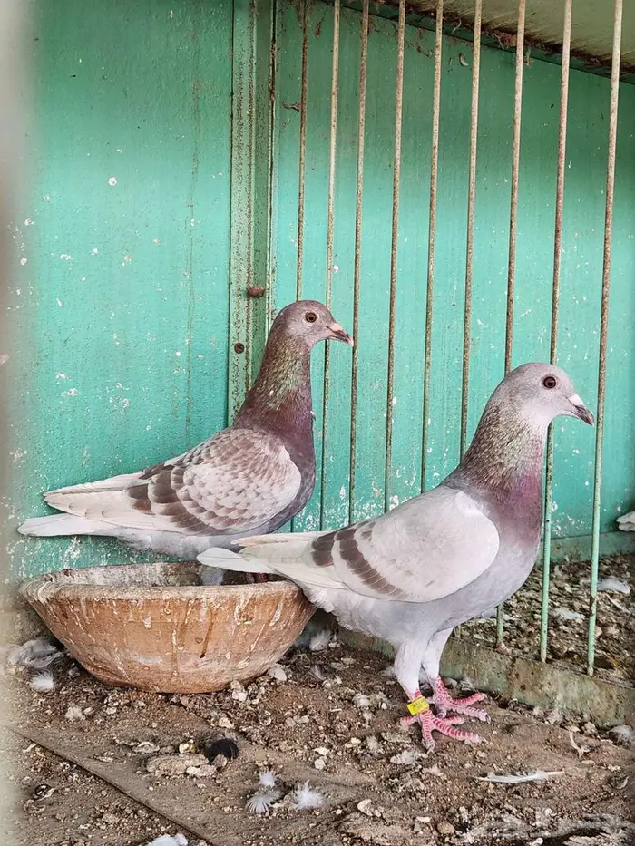 اناثي شبابيات 1