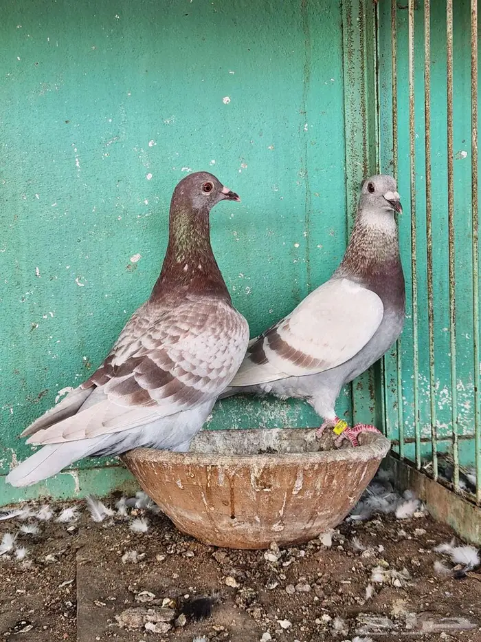 اناثي شبابيات 0