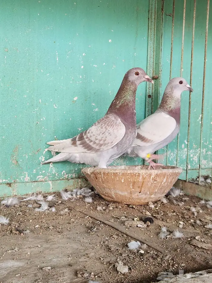 اناثي شبابيات 2