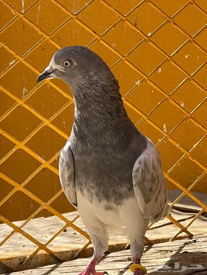 لالكا للبيع 1