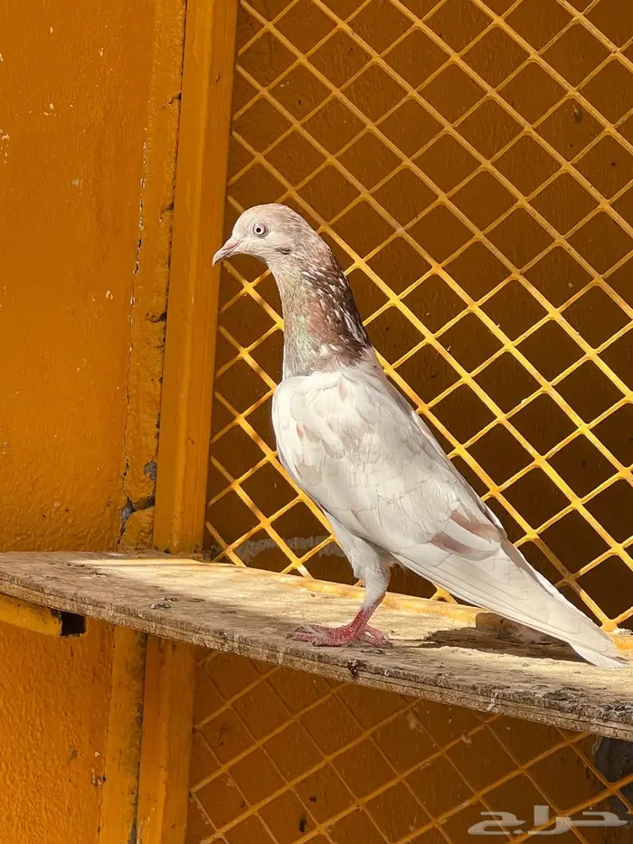 لالكا للبيع 5