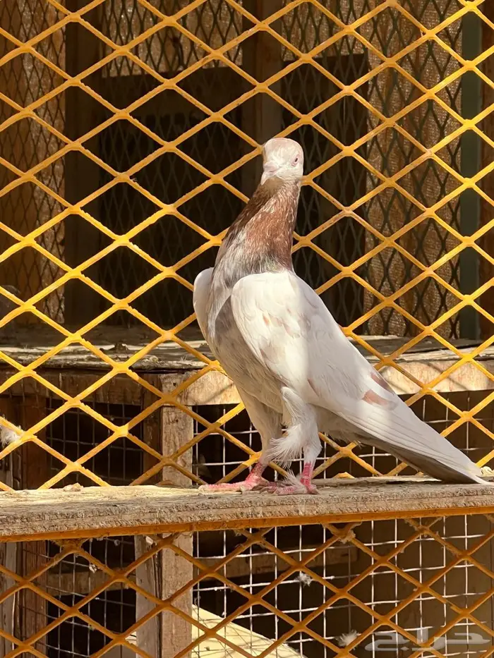 لالكا للبيع 2