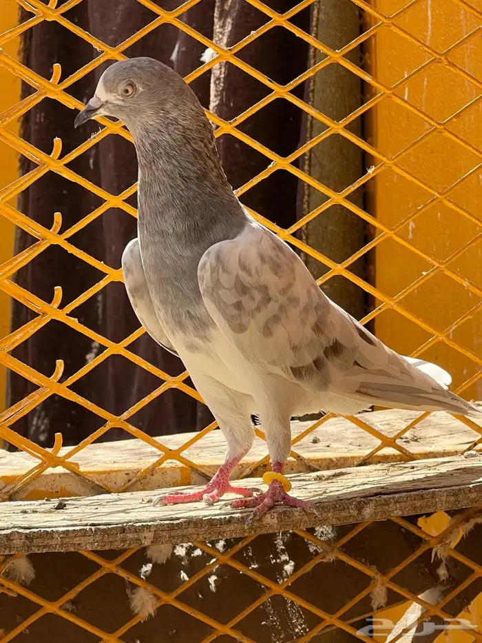 لالكا للبيع 3