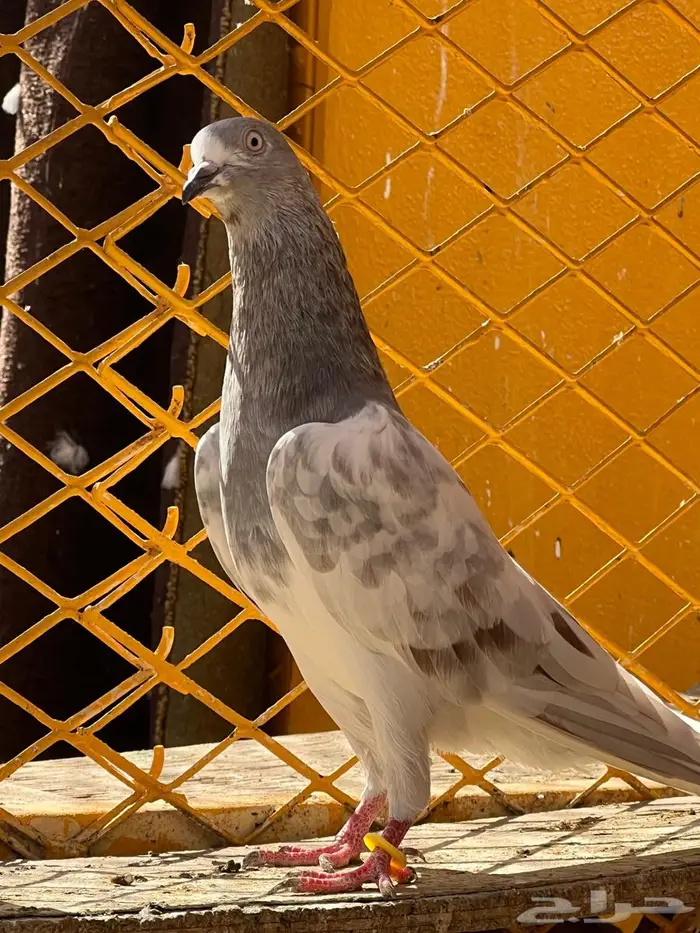 لالكا للبيع 4