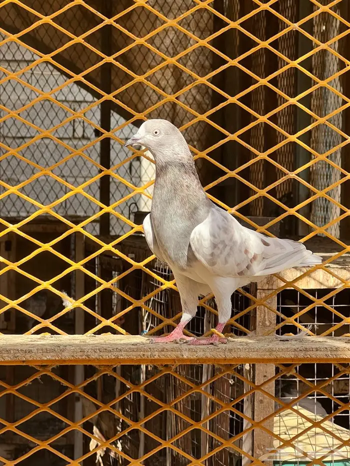 لالكا للبيع 6