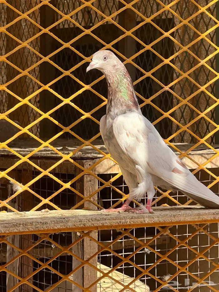 لالكا للبيع 8