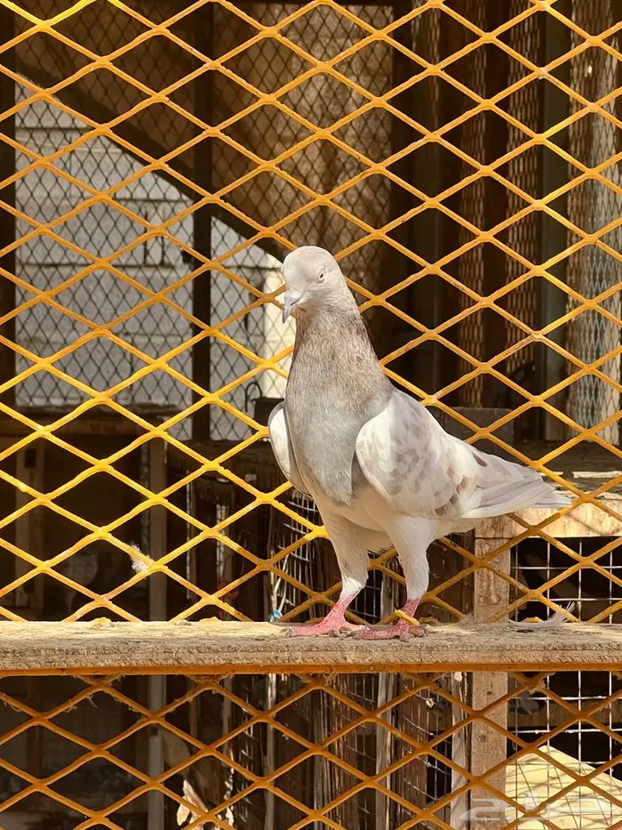 لالكا للبيع 7