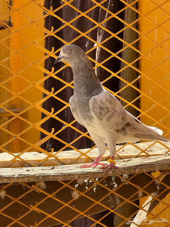 لالكا للبيع 9