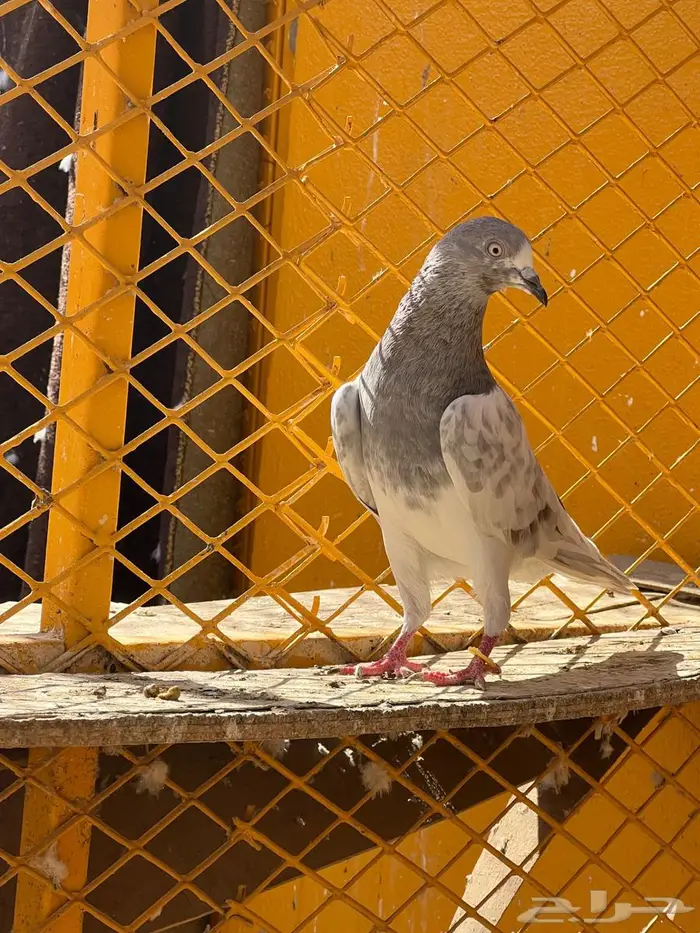 لالكا للبيع 10