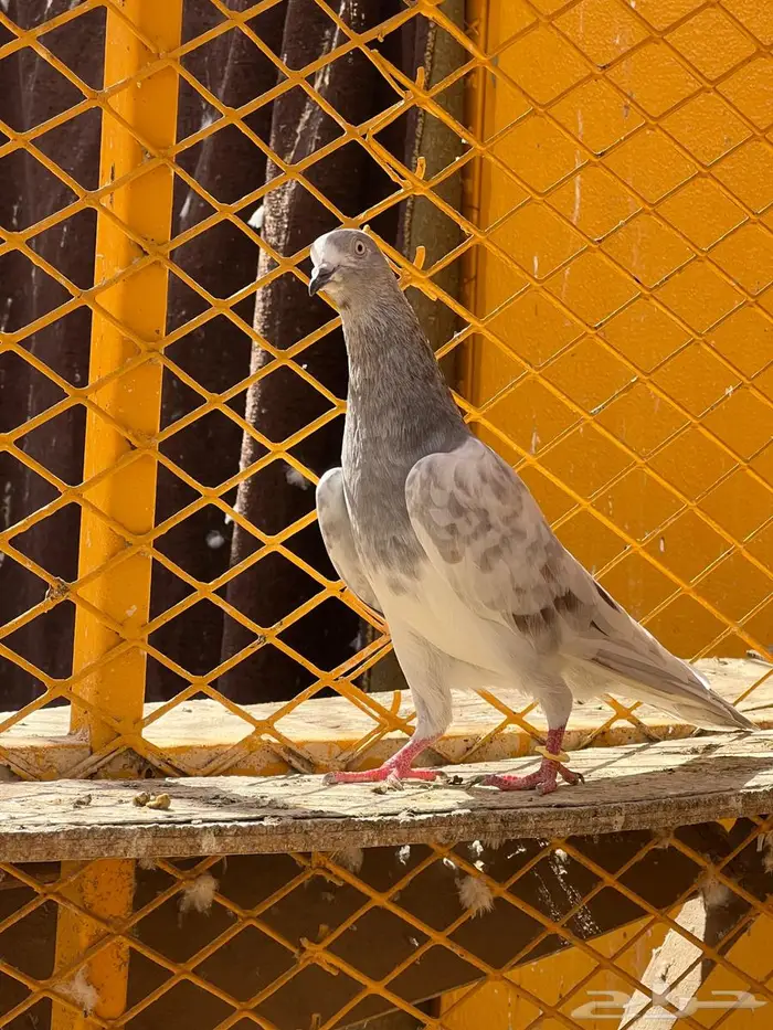 لالكا للبيع 11