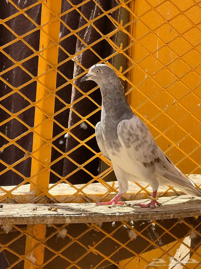 لالكا للبيع 0