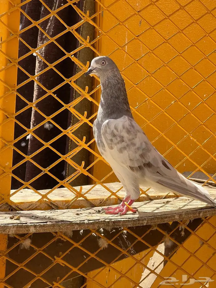 لالكا للبيع 12