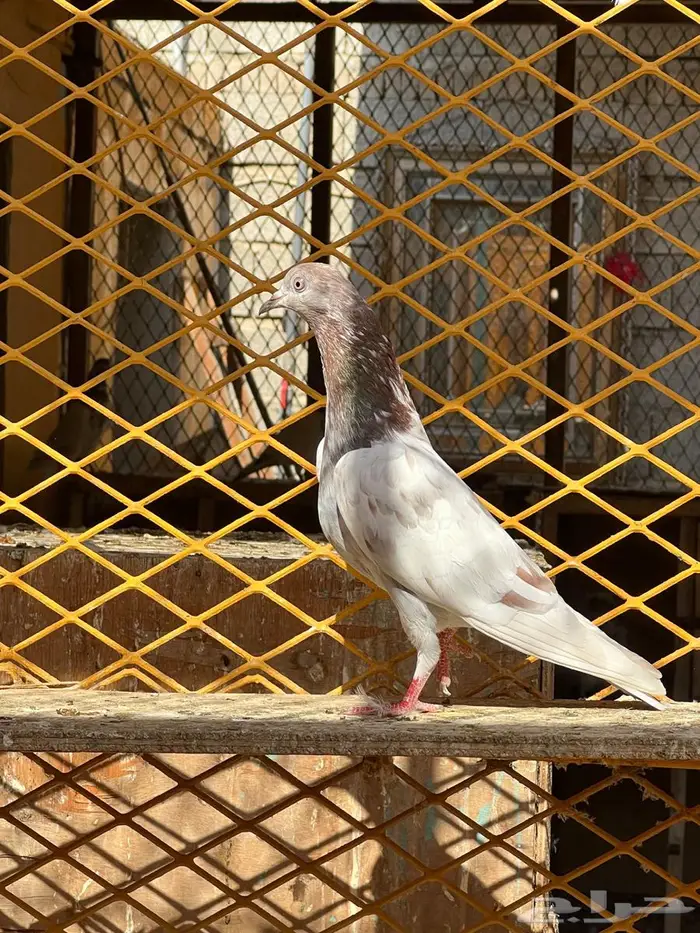 لالكا للبيع 13