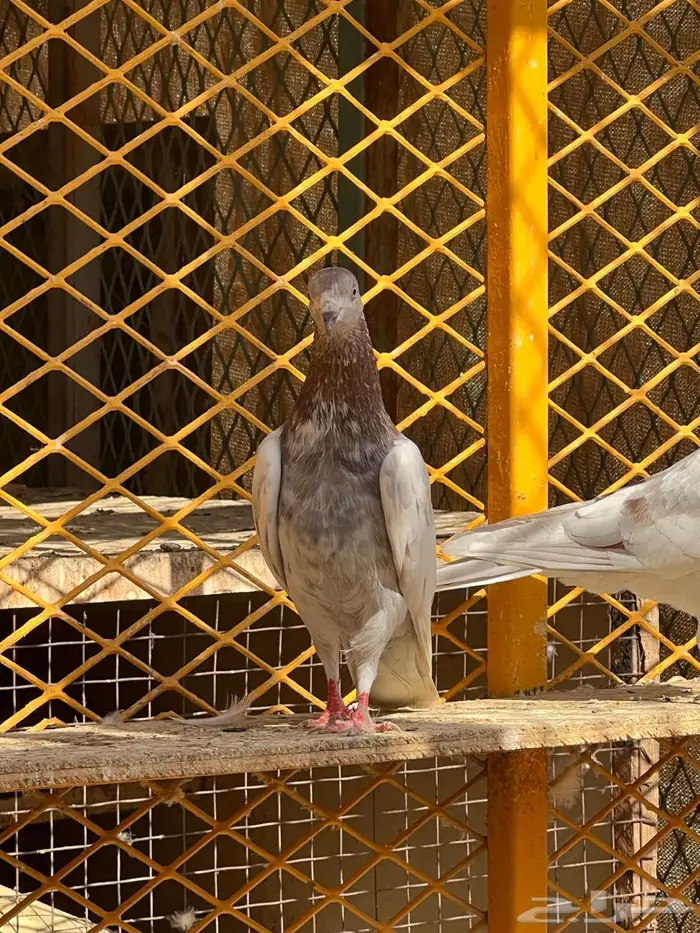 لالكا للبيع 16