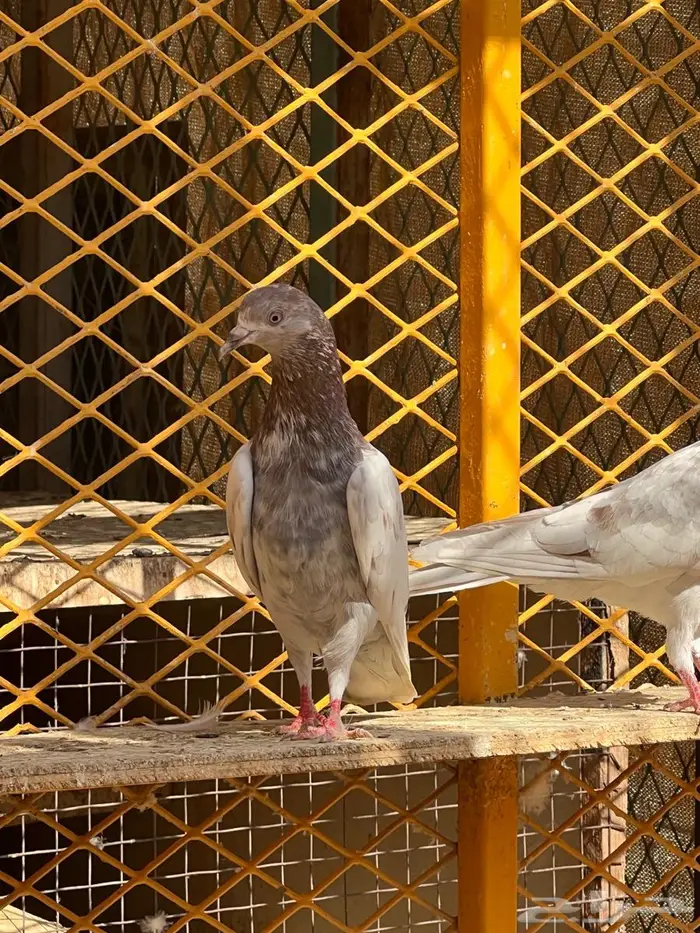 لالكا للبيع 17